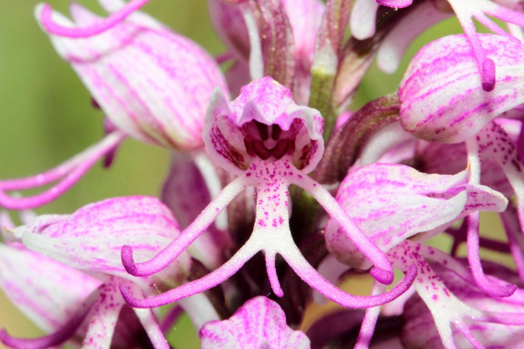 Orchis simia (FC)